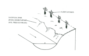 Schematic diagram of a bank stabilised using young trees (Source: EA, 1999, p.145)