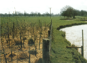 Photo of a bank stabilised using young trees (Source: EA, 1999, p.145)