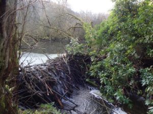 A dam constructed by beavers