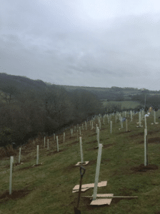 Cross slope tree planting in a field