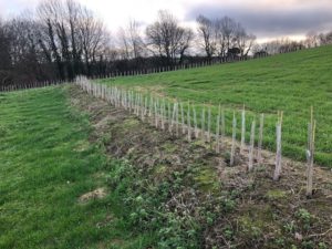 Hedgerow Planting