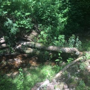 A leaky dam constructed using large logs