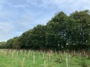 Riparian woodland planting in a field