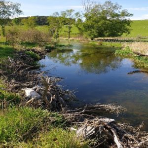 A river that has had floodplain reconnection works