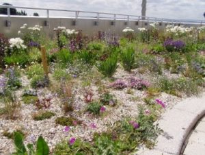 SuDS Feature, Green Roof