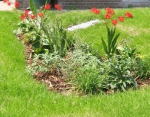 SuDS Feature, Rain Garden