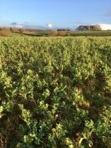 Winter cover crops