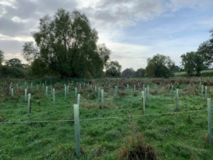 Tree planting for woodland creation