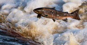 A fish jumping in a river