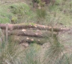 An example of a natural log dam.