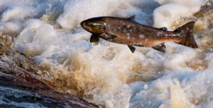 Image of Atlantic Salmon