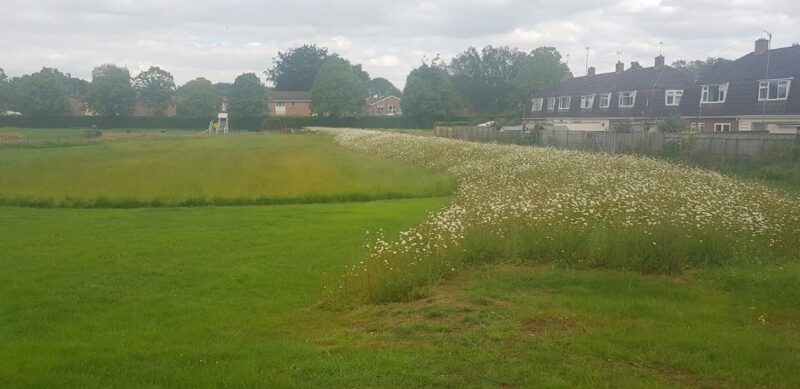 Wildflower meadow and flood bund
