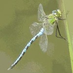 Emperor Dragonfly