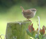 Wren