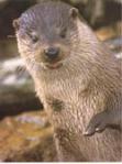 Otter