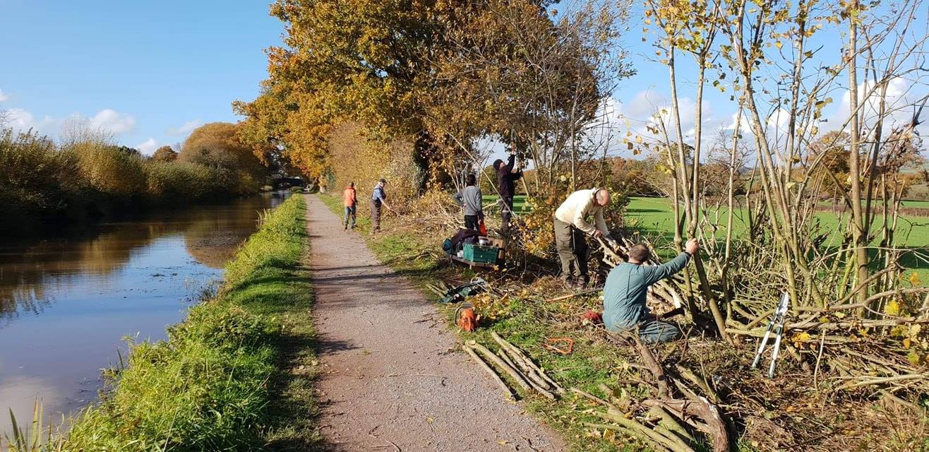 Volunteers laying hedges on the Manley straight.