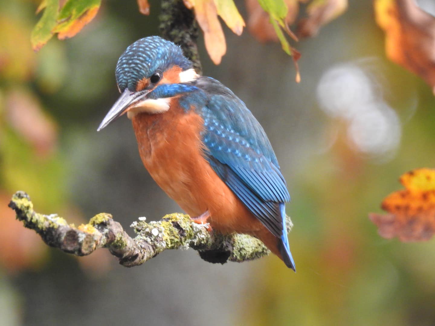 Photo taken by Paul Brankin Kingfisher (Paul Brankin)