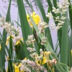 Yellow Flag Iris by Bill Elliott