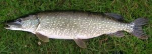 Pike from the Canal