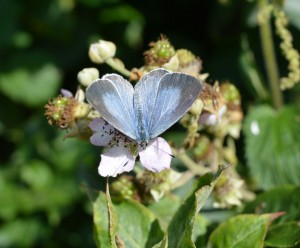 Powder Blue Butterfly by Hazel Morrell