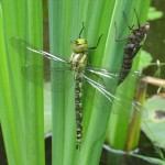 Southern Hawker Dragonfly