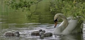 Swan and Cygnets by Anthony Nixon