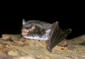 Daubenton Bat by Hugh Clark