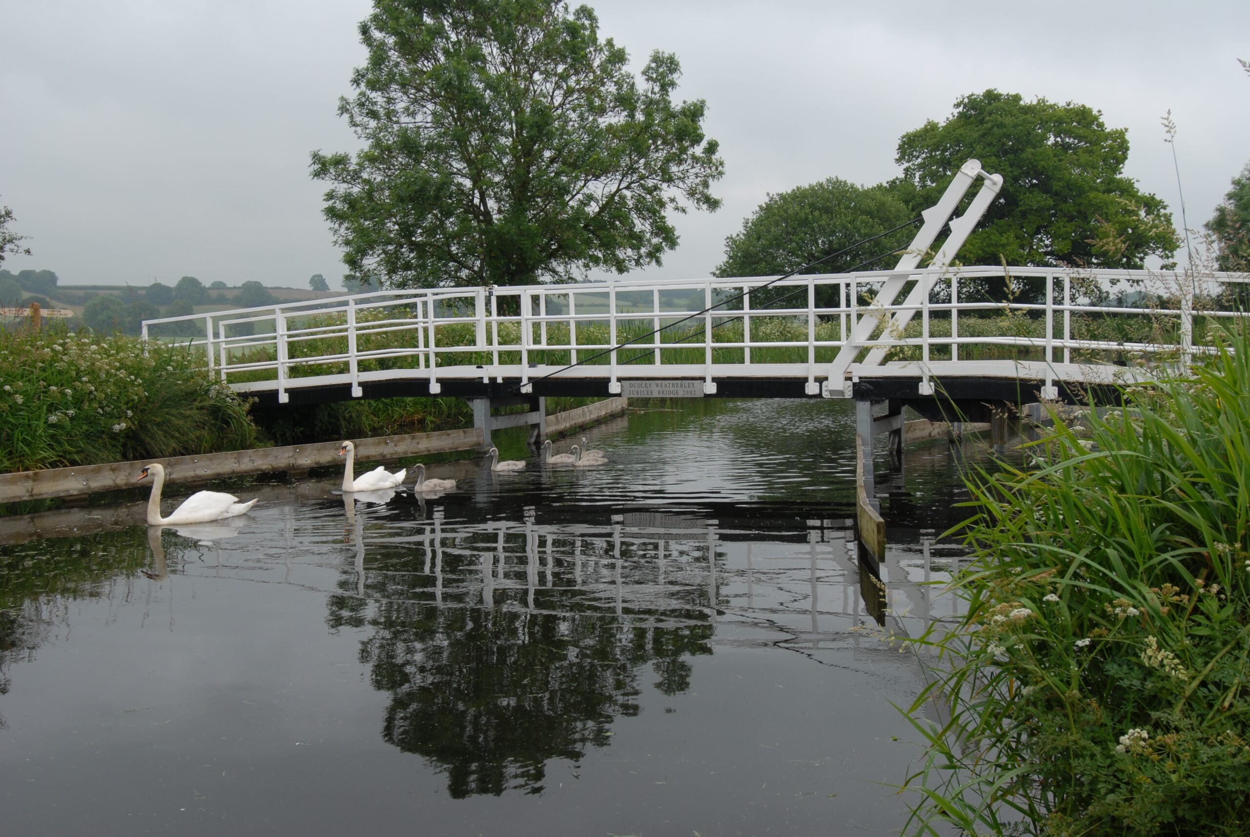 Dudley Weatherly Jubilee Bridge & Swans