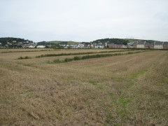 A colour ground photograph of an open area of cultivated land separated by narrow, low, grassed baulks.