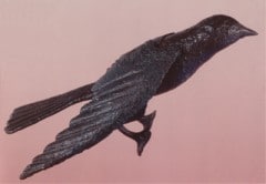 Milber Bird Torquay Museum