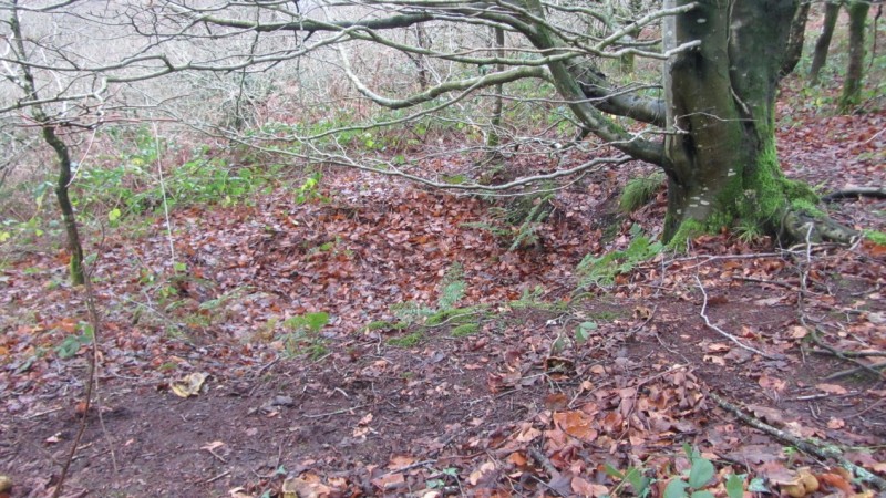 A colour ground photograph of one of the circular earthwork pits just downslope of a tree on a hillslope.