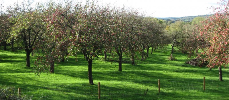 A colour photograph of linear banks with flowering trees on the ridges.
