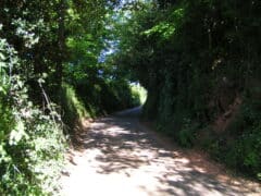 A colour photograph of a lane with high earthen banks and trees either side.
