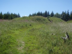 Heywood castle in forest