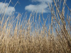 Miscanthus energy crop