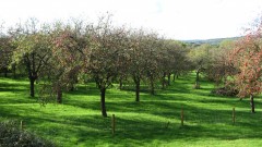 Orchard ridges at Whimple