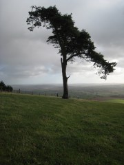 Scots pine on Raddon Clump