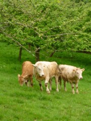 Cattle grazed orchard