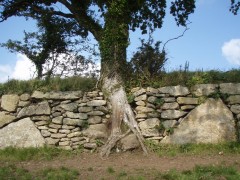 Award winning hedge at Moretonhampstead