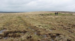 Earthwork furrows from agricultural improvement operations on Bursdon Moor, with one of the Bronze Age barrows (right). Photograph: Cain Hegarty.