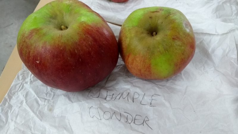 Two red and green streaked apples