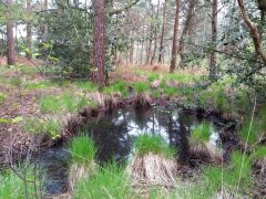 A colour ground photograph of a water-filled hollow in woodland.