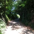 A colour photograph of a lane with high earthen banks and trees either side.