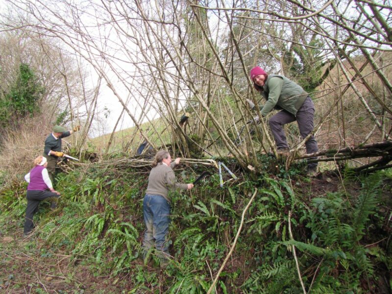 People coppicing