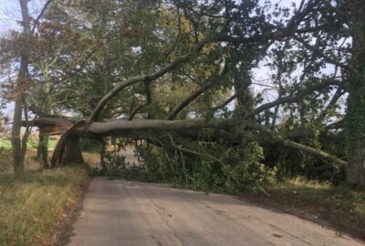Photo of a tree uprooted during Storm Arwen