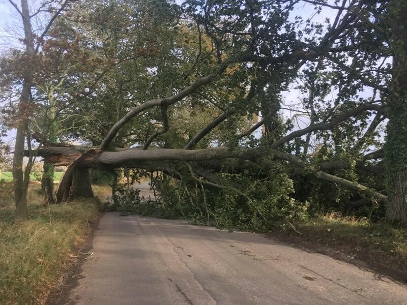 Photo of a tree uprooted during Storm Arwen