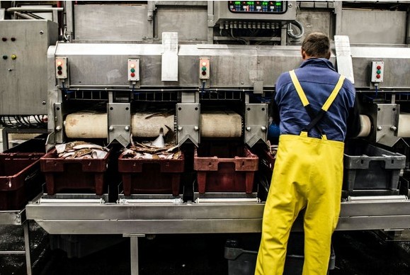 A man operating machinery in a food processing factory