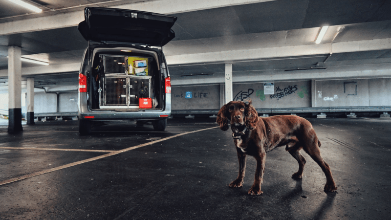 Sniffer dog in carpark