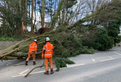 Fallen tree