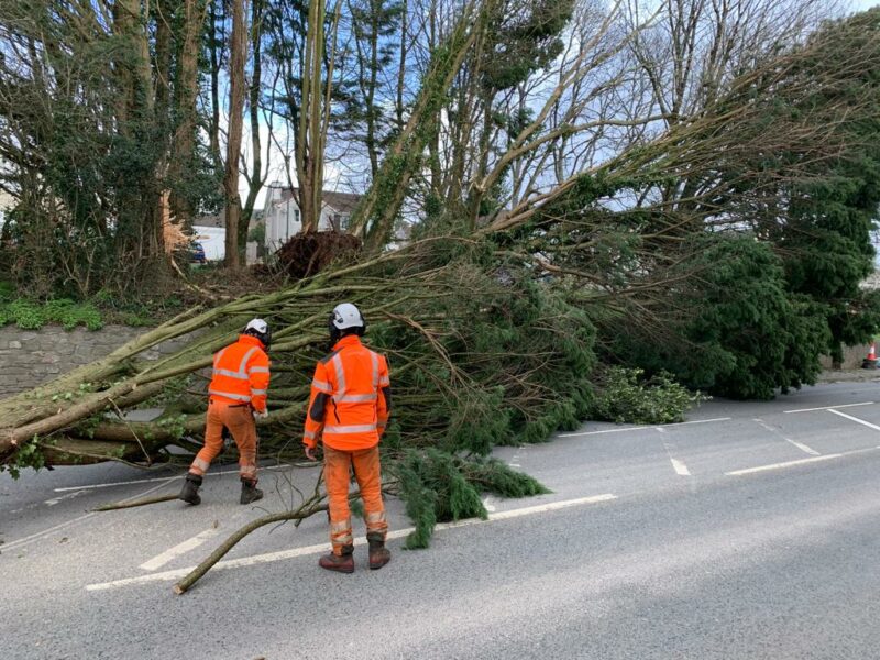 Fallen tree